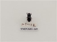 藏品(鞘翅目(1))的圖片